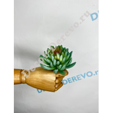 5401 Суккуленты 15 см